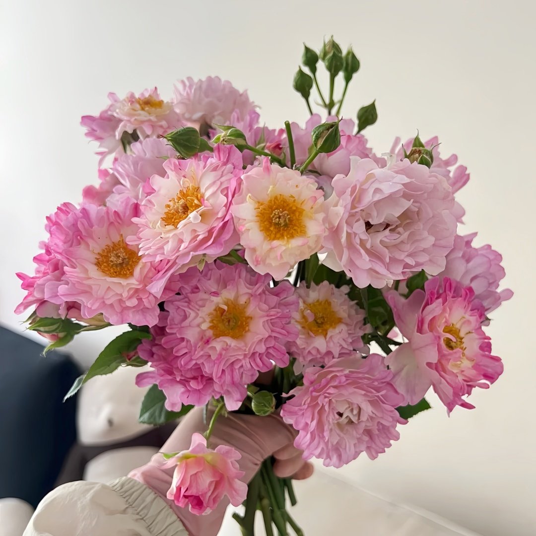 Sea Anemone Rose Plant | 海葵 image 7
