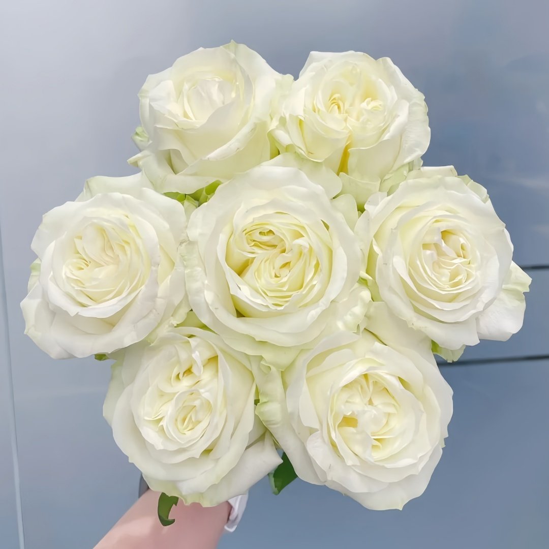 Blanche Elegance Rose Plant|白荣耀 image 0