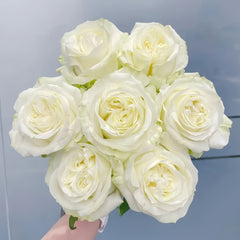 Blanche Elegance Rose Plant|白荣耀 image 0