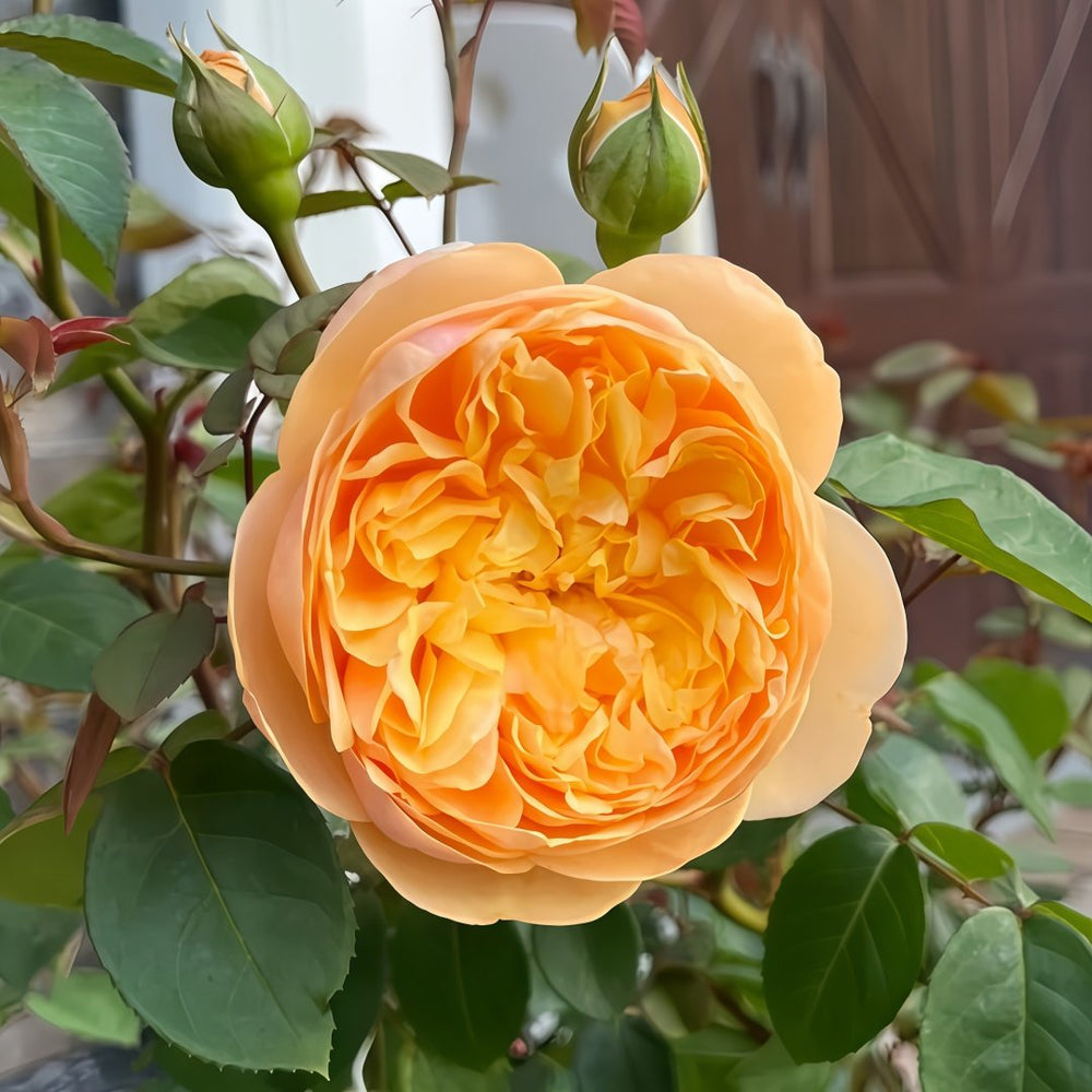 Bring me sunshine Rose Plant ｜阳光使者 image 1