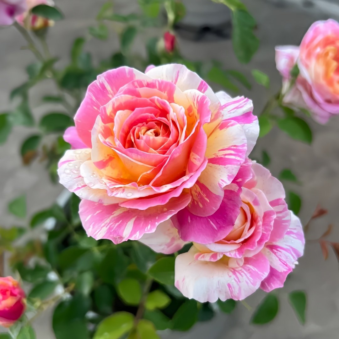 Claude Monet Rose Plant｜莫奈 image 3