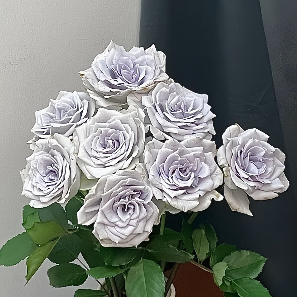 Blue gravity Rose Plant|蓝色引力 image 8