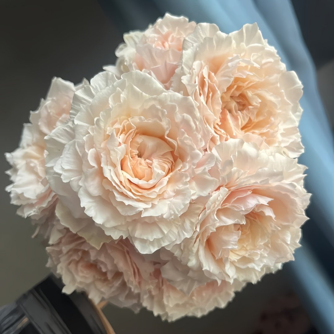 Tsumugi Rose Plant|紬-轻柔 image 8