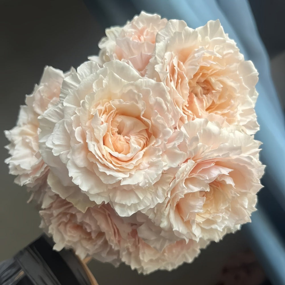 Tsumugi Rose Plant|紬-轻柔 image 8