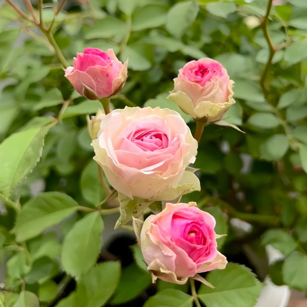 Mimi EdenMeiland Rose Plant|小伊甸园 image 5