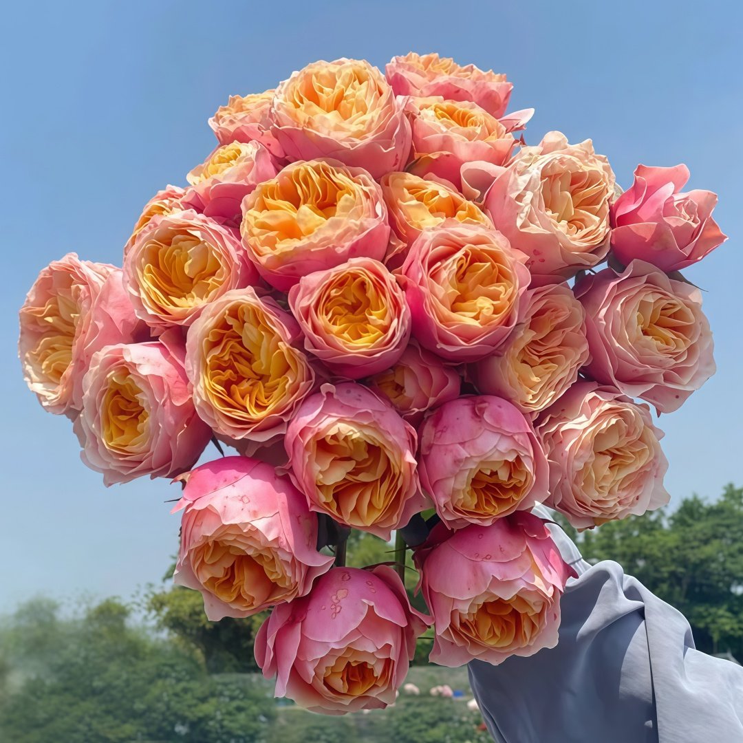 Romantic Vuvuzela Rose Plant|浪漫珊瑚心 image 0