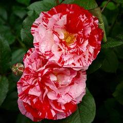 Scentimental Rose Plant | 说愁 image 3