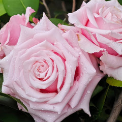 Lady Raphaela Rose Plant｜珍珠项链 image 3