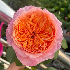Victoria's secret Rose Plant|维多利亚的秘密 image 1