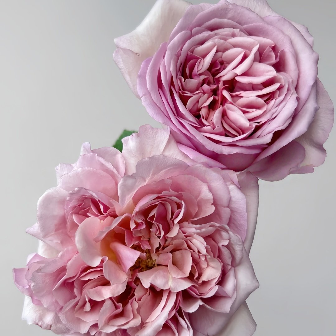 Chocolate Romantica Rose Plant｜浪漫巧克力 image 8