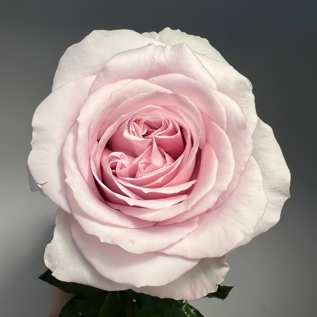 Cosette Rose Plant | 柯赛特 image 4