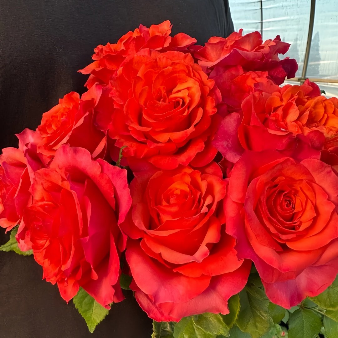 Hard Rock Rose Plant｜摇滚乐 image 5