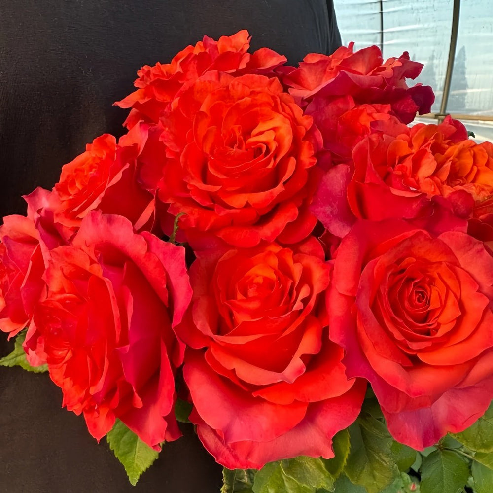 Hard Rock Rose Plant｜摇滚乐 image 5