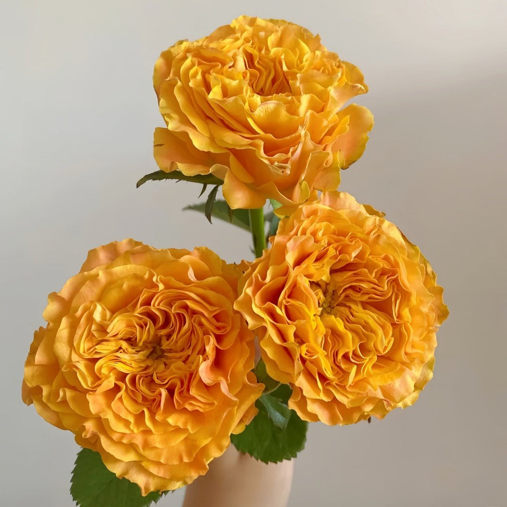 Orange Reeva Rose Plant|橙色风暴 image 3