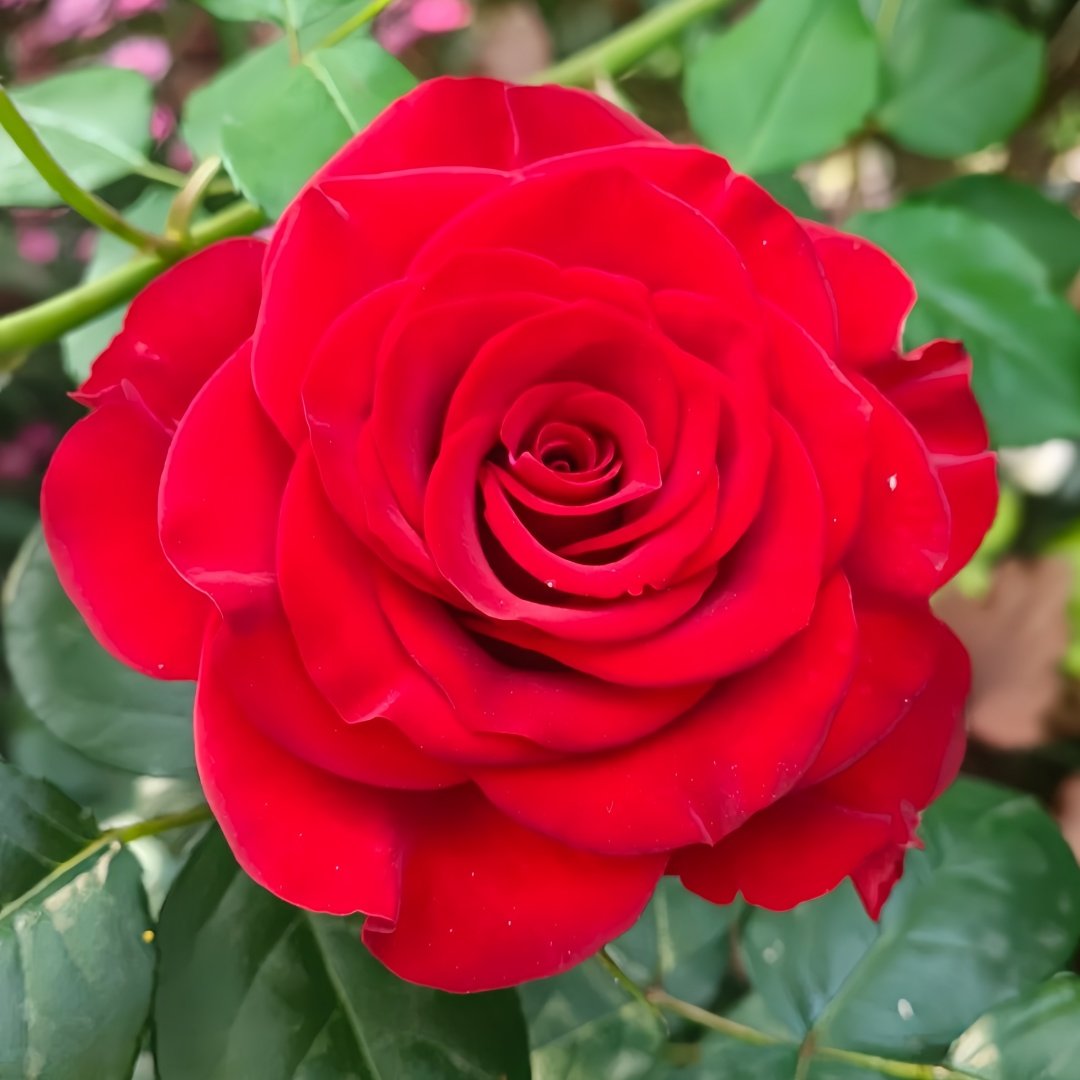 Plateau Red Rose Plant｜高原红 image 0