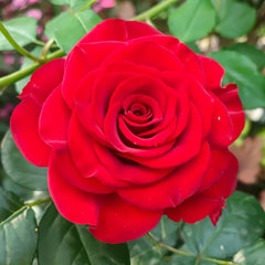 Plateau Red Rose Plant｜高原红 image 0