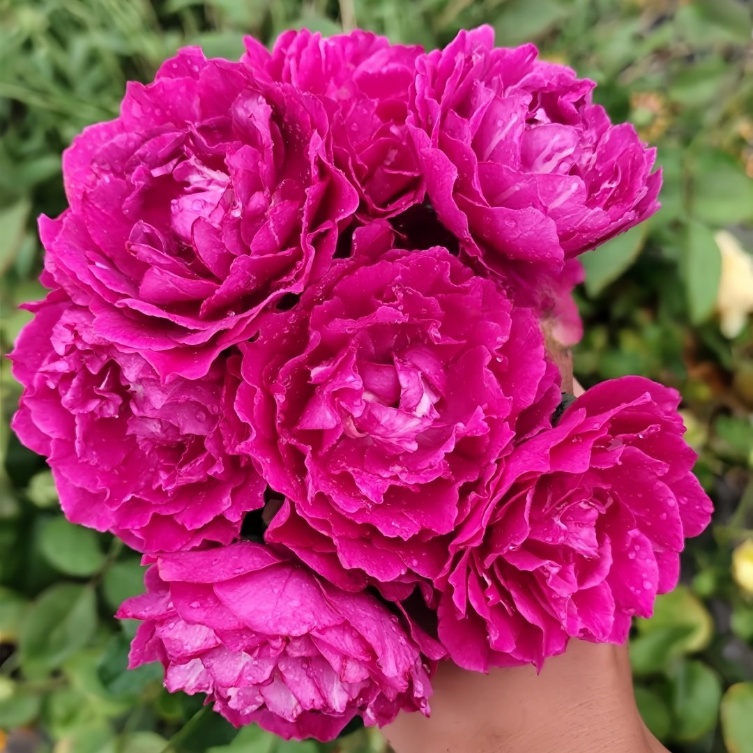 Le Temps Des Cerises Rose Plant|樱桃时节 image 1