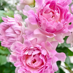 Sea Anemone Rose Plant | 海葵 image 2