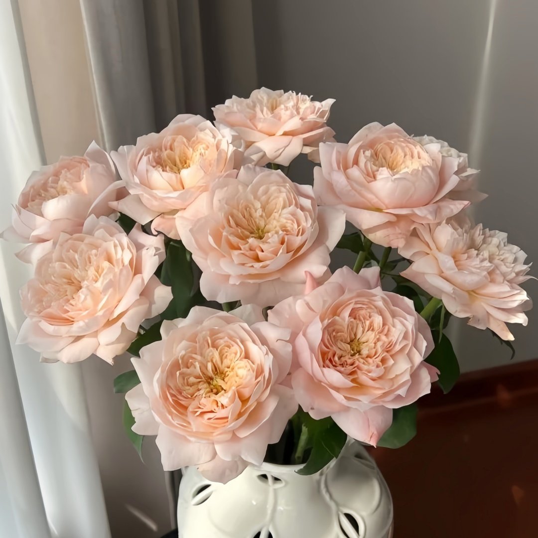 Solahana Rose Plant|天空 image 5