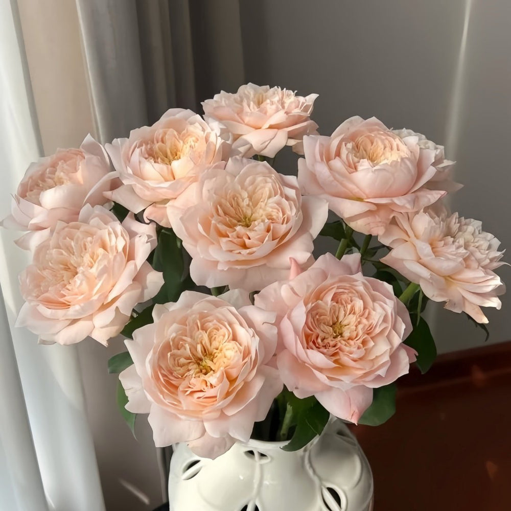 Solahana Rose Plant|天空 image 5