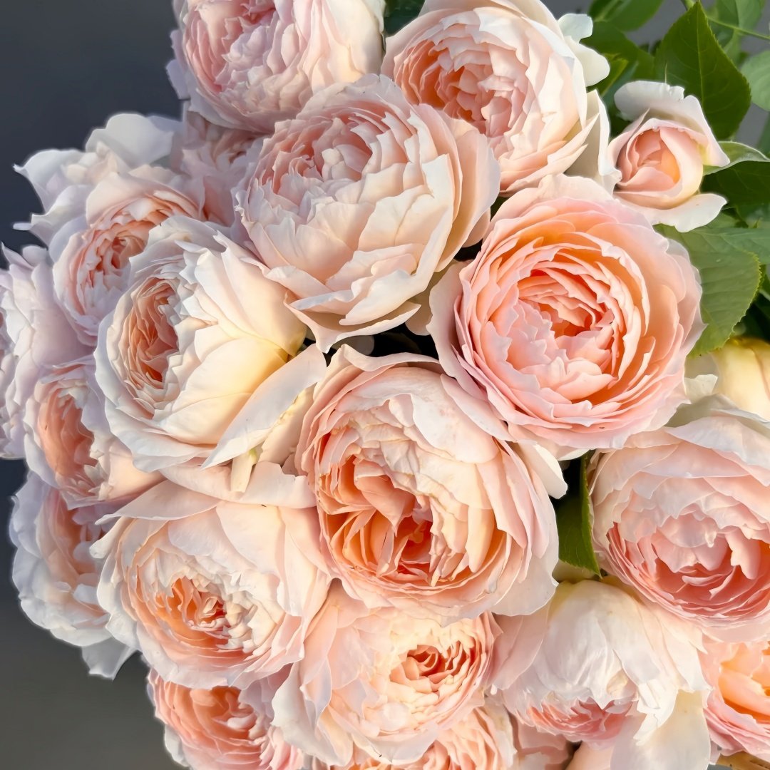 XingRang Rose Plant | 杏让 image 7