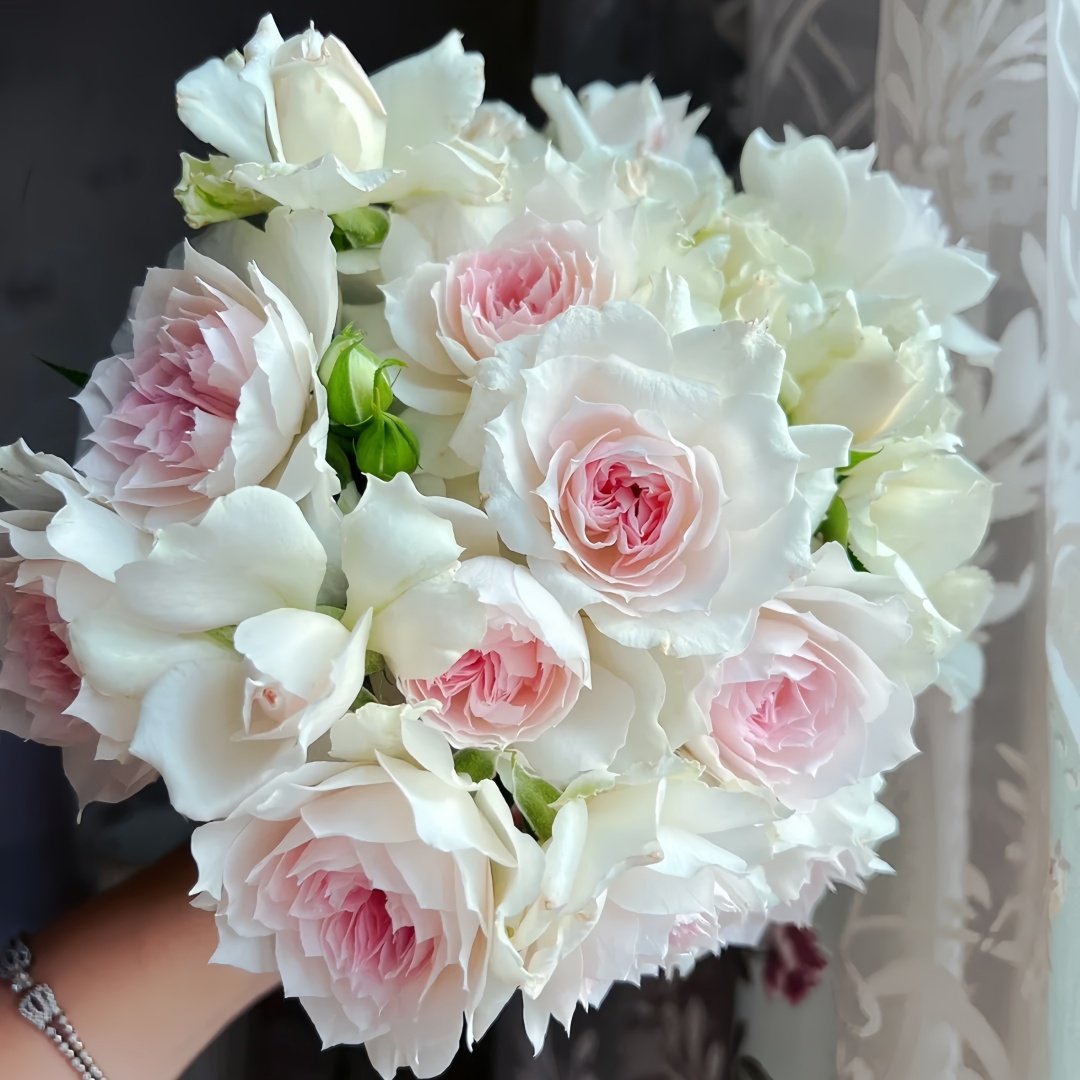 Shalimar Rose Plant｜夏莉玛 image 0