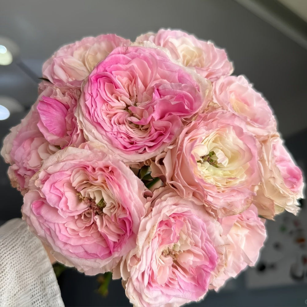 Gossip Girl Rose Plant｜绯闻女孩 image 6