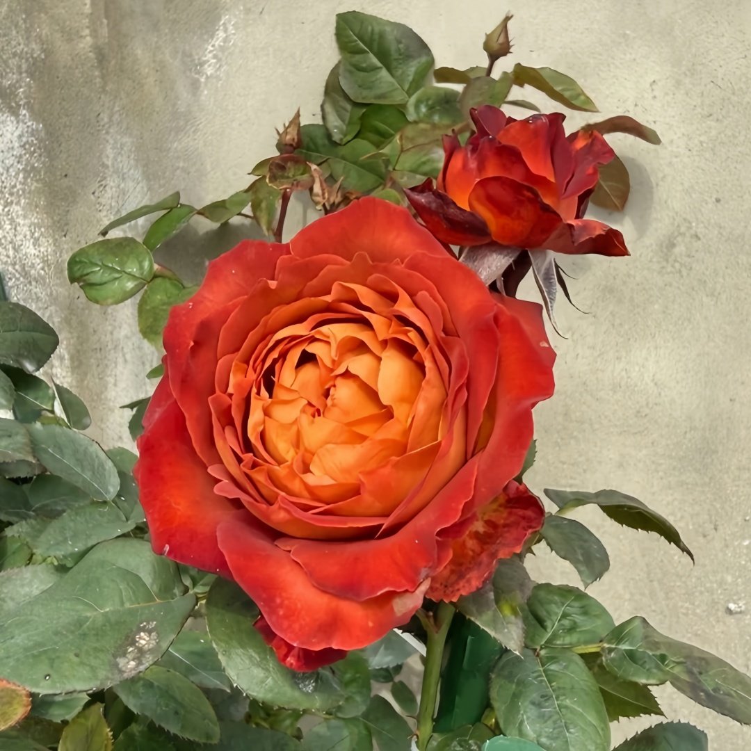 Coffee Break Rose Plant|休憩/咖啡时间 image 1