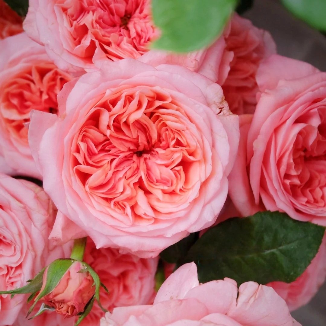 London Eye Rose Plant|伦敦眼 image 4