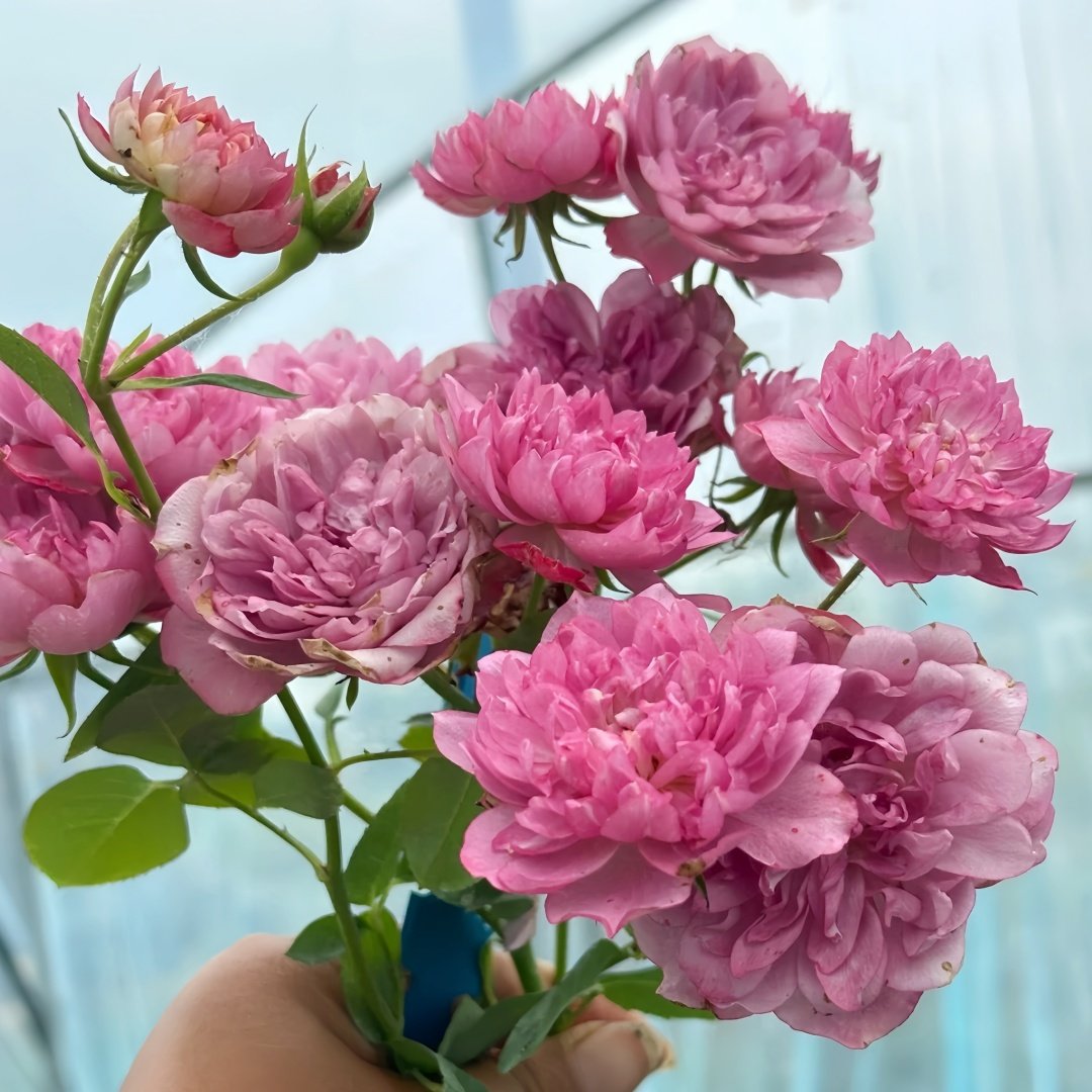 Nagi Rose Plant｜凪 image 1