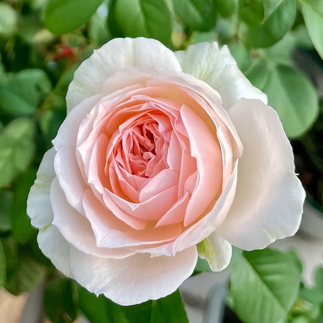 M-nostalgic romance Rose Plant|怀旧浪漫 image 6
