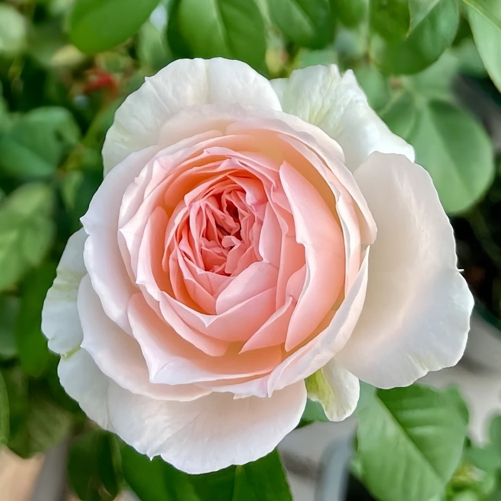 M-nostalgic romance Rose Plant|怀旧浪漫 image 6