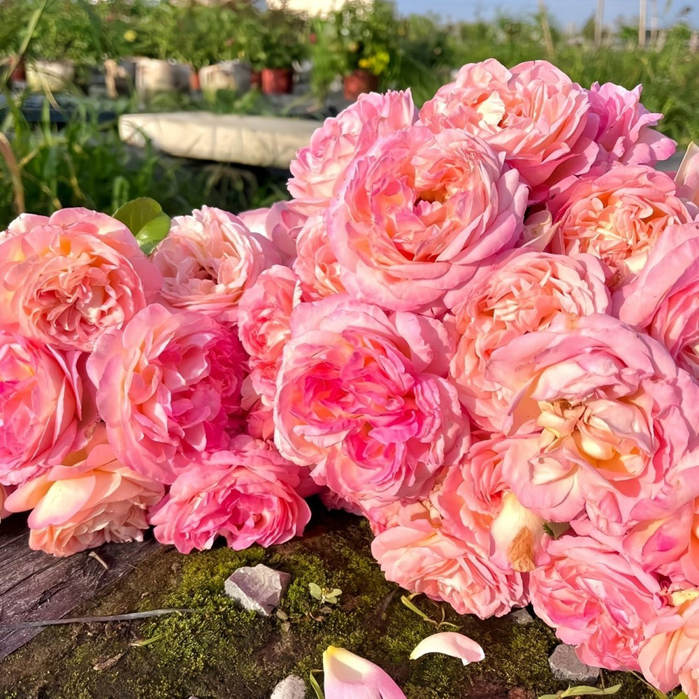 Aube Rose Plant｜破晓 image 8