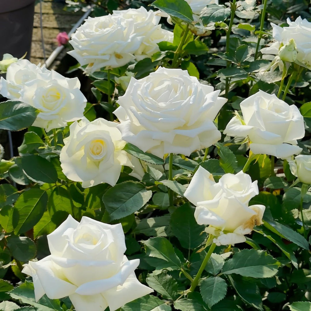 Pope John Paul II Rose Plant|保罗二世 image 3