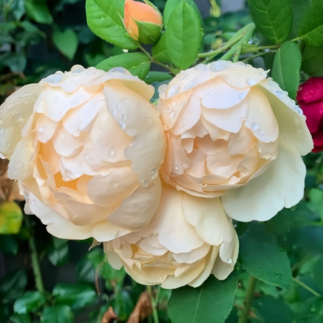Wollerton Old Hall Rose Plant|沃勒顿老庄园 image 4