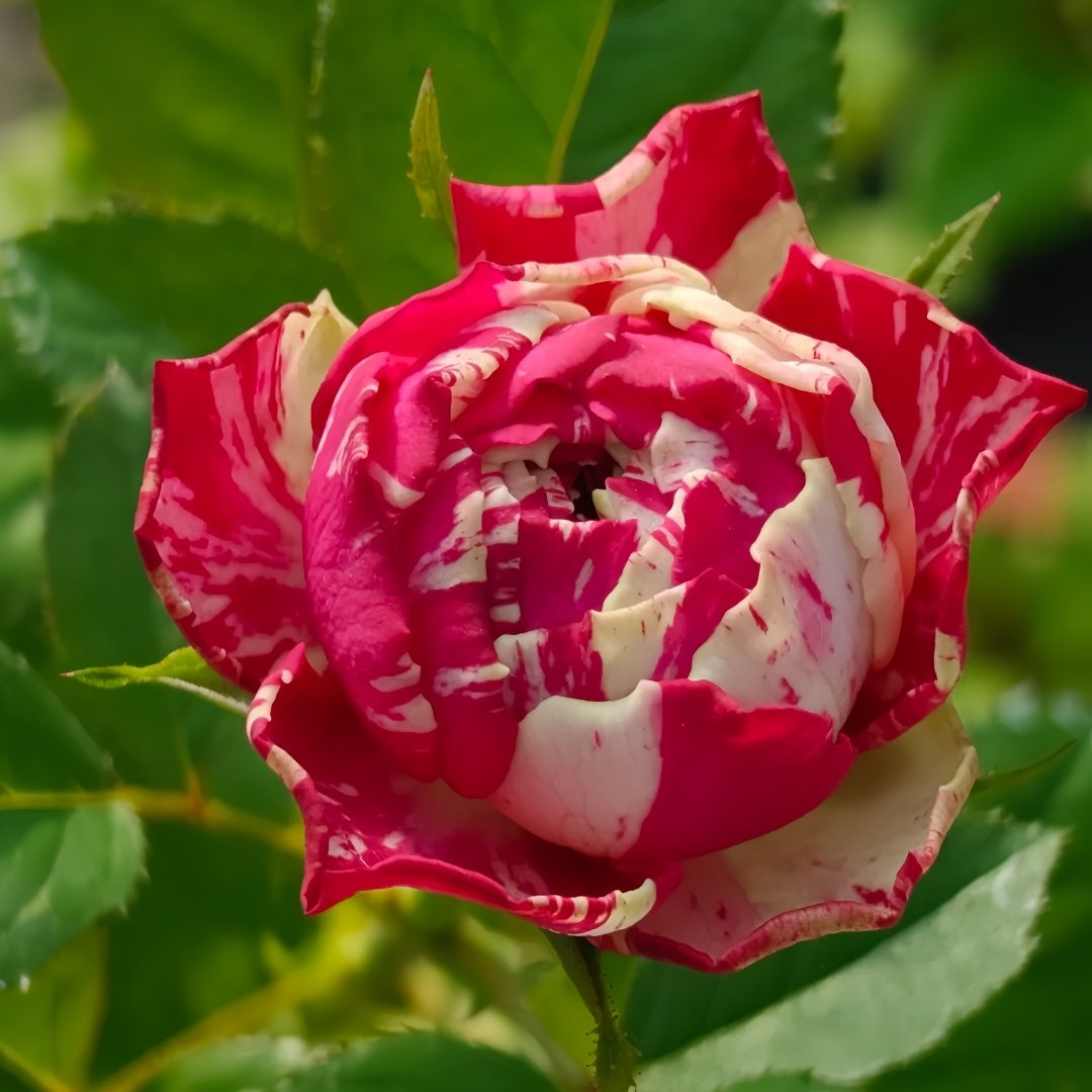 Party Ranuncula Rose Plant|狂欢派对 image 5