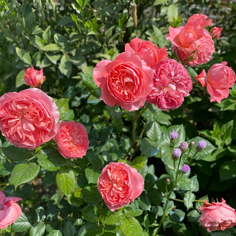 Summer Fireworks Rose Plant|夏日花火 image 9