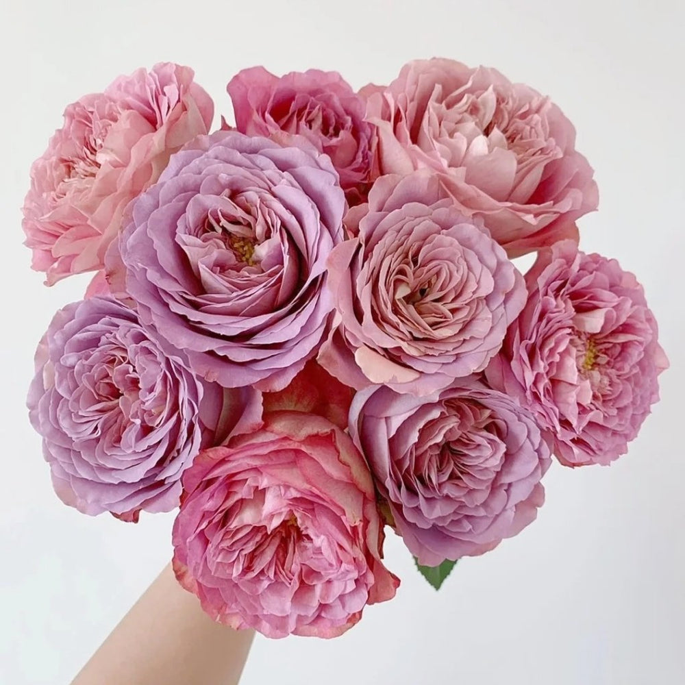Solfa Rose Plant|索尔法 image 0