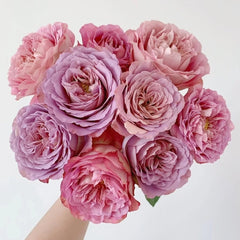 Solfa Rose Plant|索尔法 image 0
