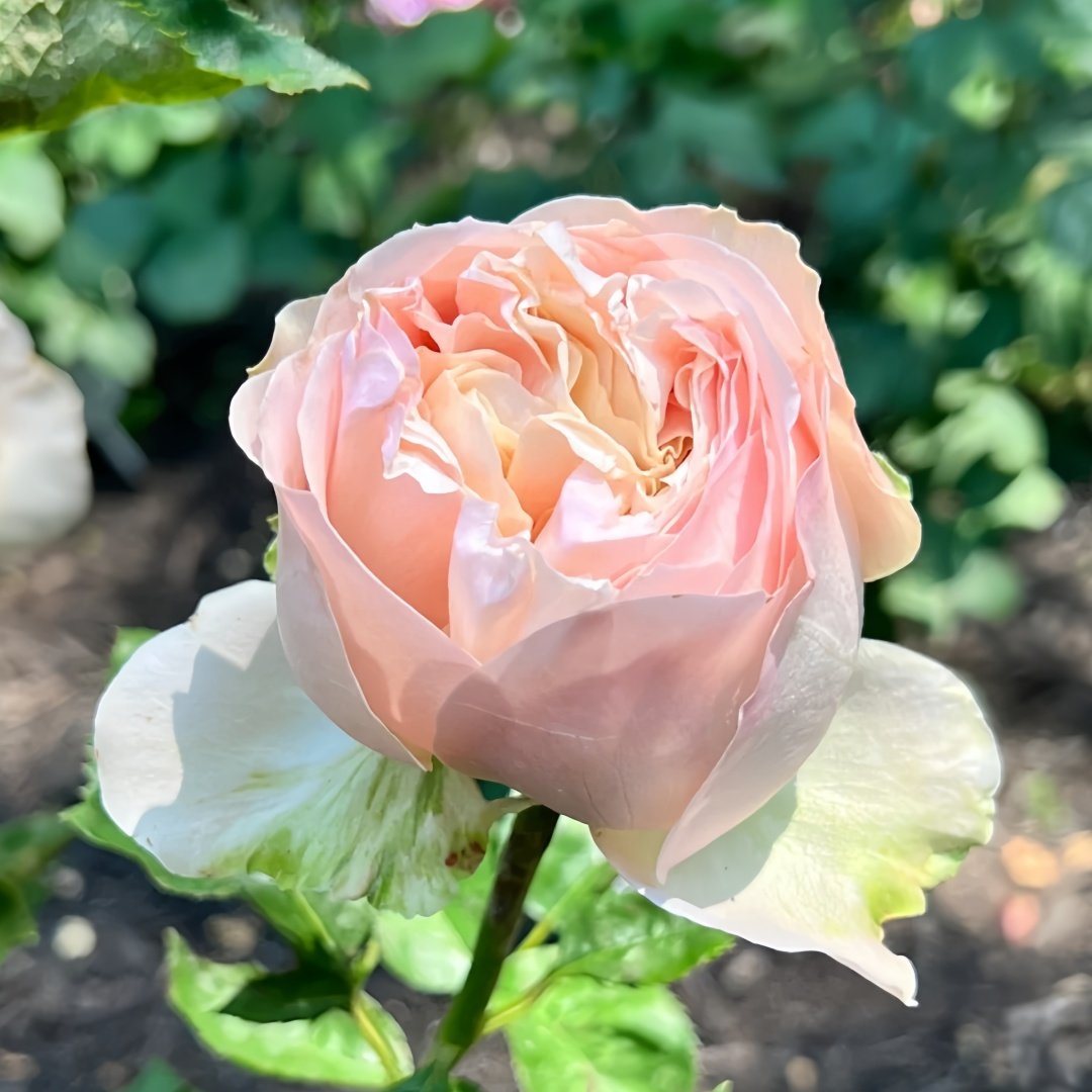 Unforgettable Rose Plant｜难忘 image 6