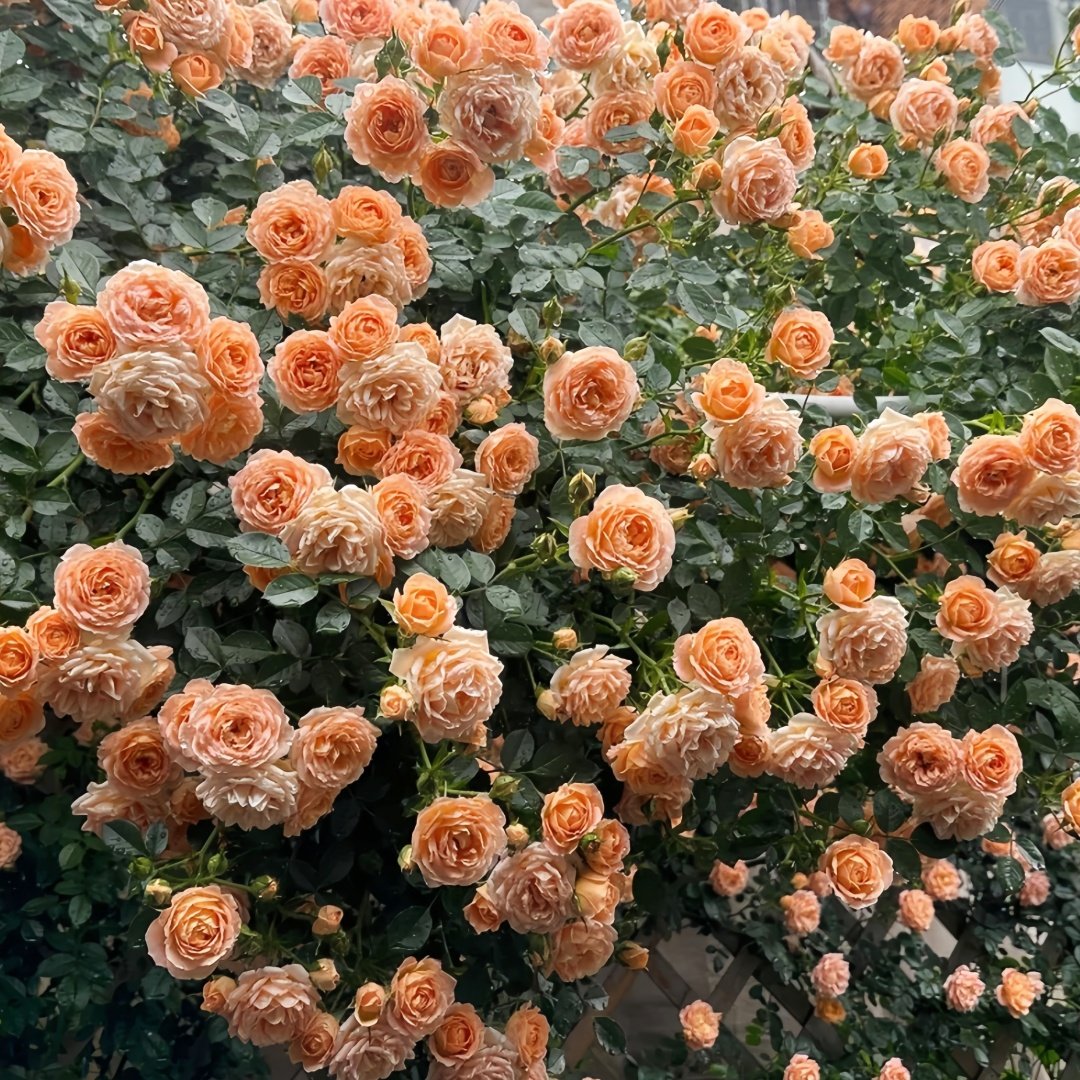 Sweet Dream Rose Plant｜甜梦 image 9