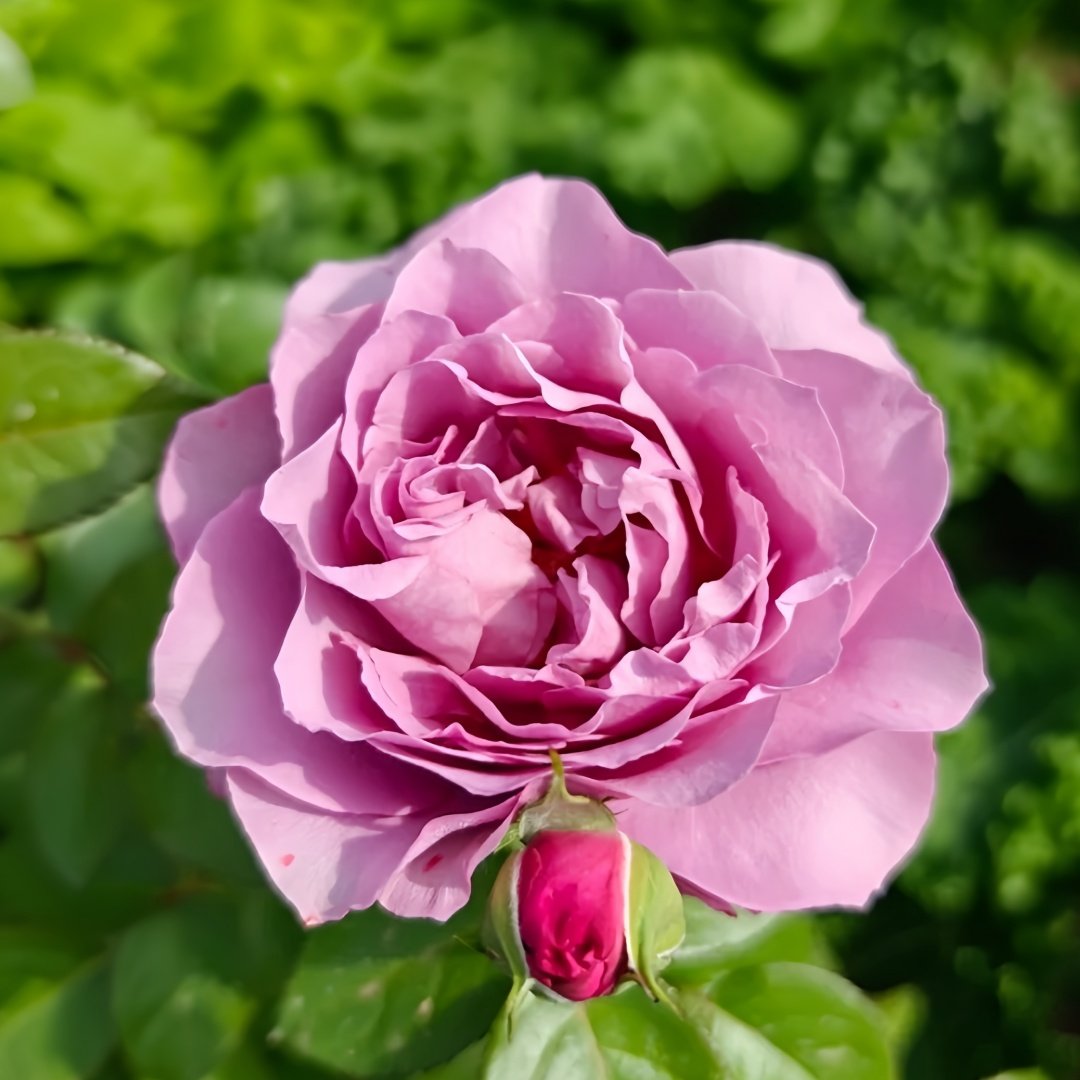 Syrinx Rose Plant|西林克斯 image 4
