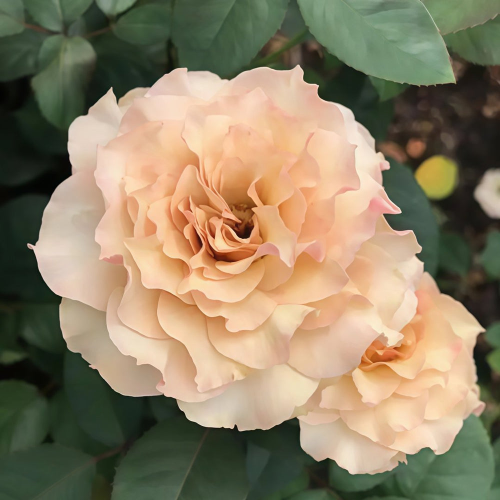 Ailes Rose Plant|翅膀/翼天使/第九天使 image 6