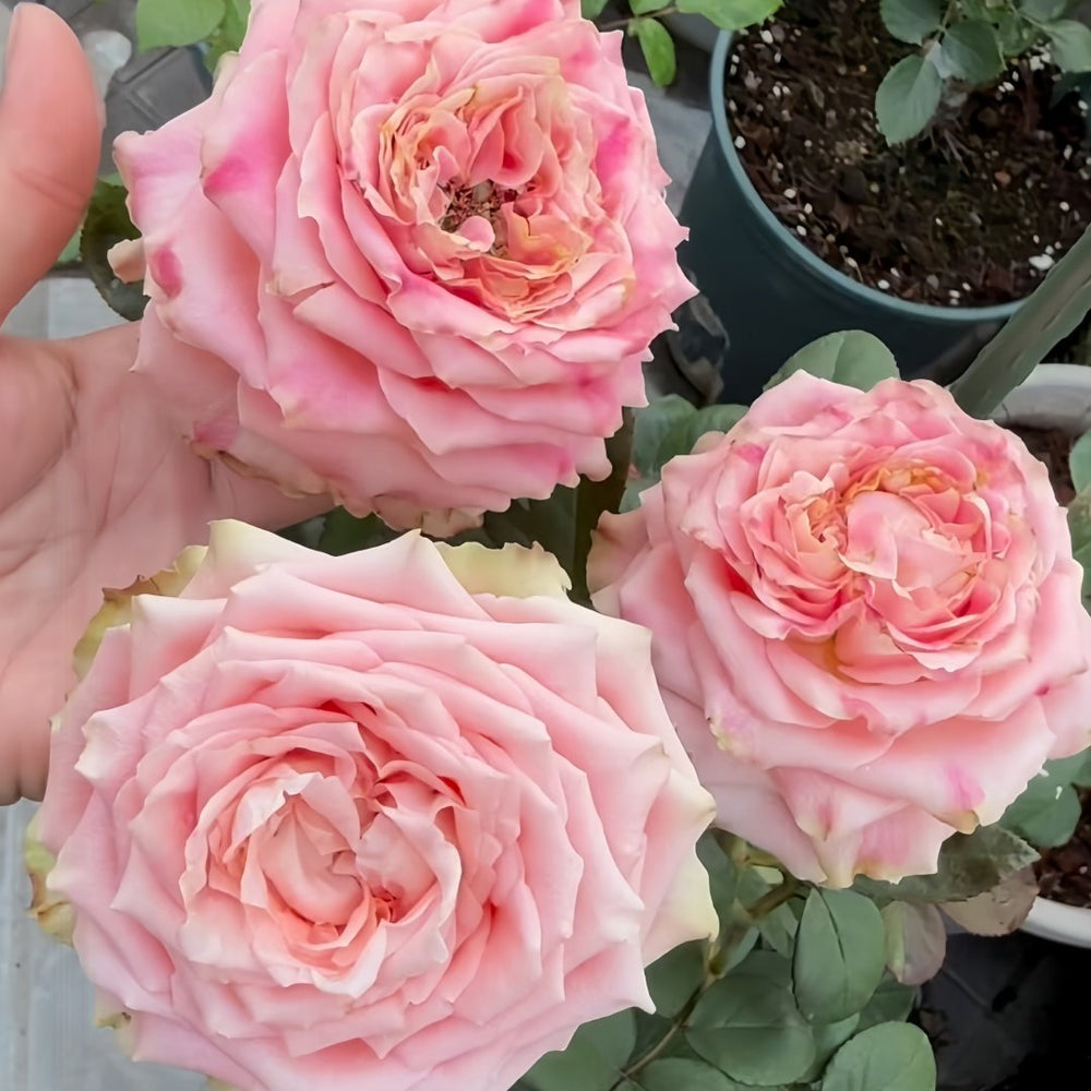 Escalante Rose Plant | 埃斯卡兰特 image 6