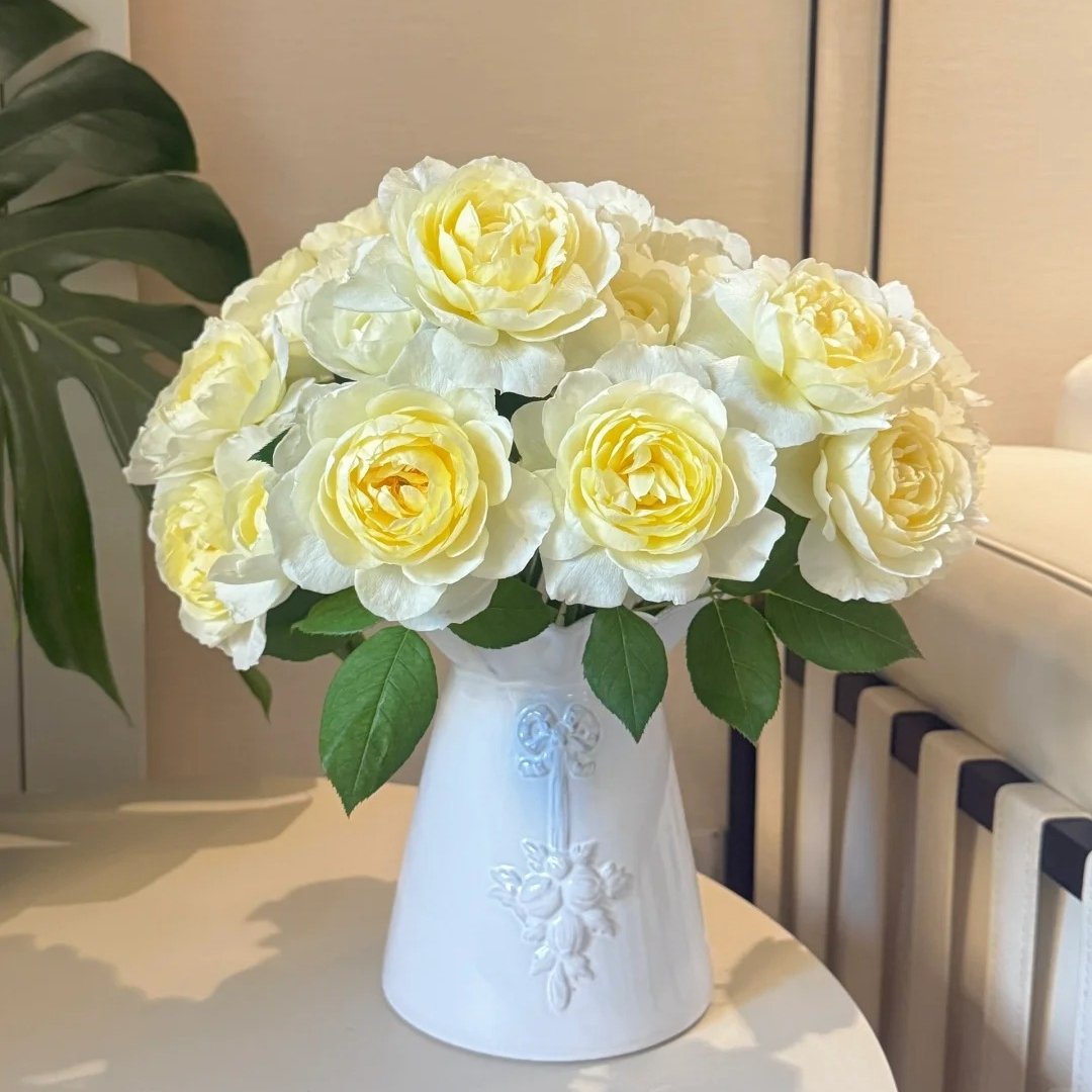 Claire Austin Rose Plant|克莱尔奥斯汀 image 1