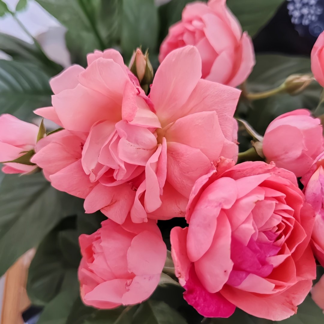 Aube Rose Plant｜破晓 image 4