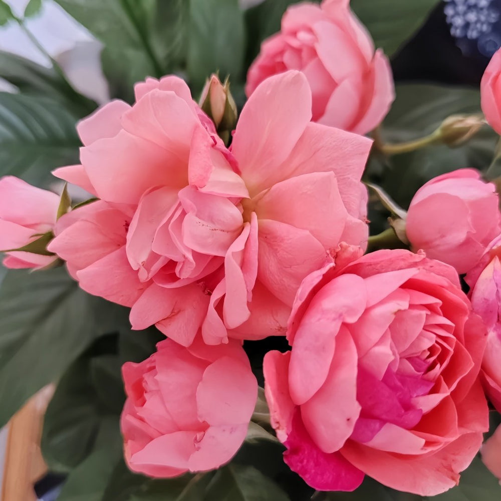 Aube Rose Plant｜破晓 image 4