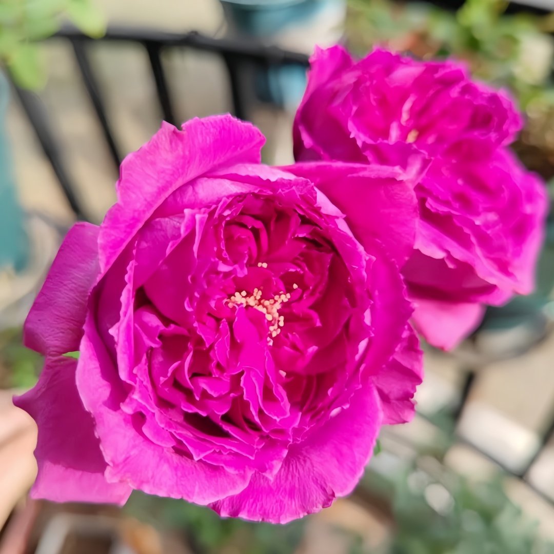 Yu Ji Rose Plant｜虞姬 image 4