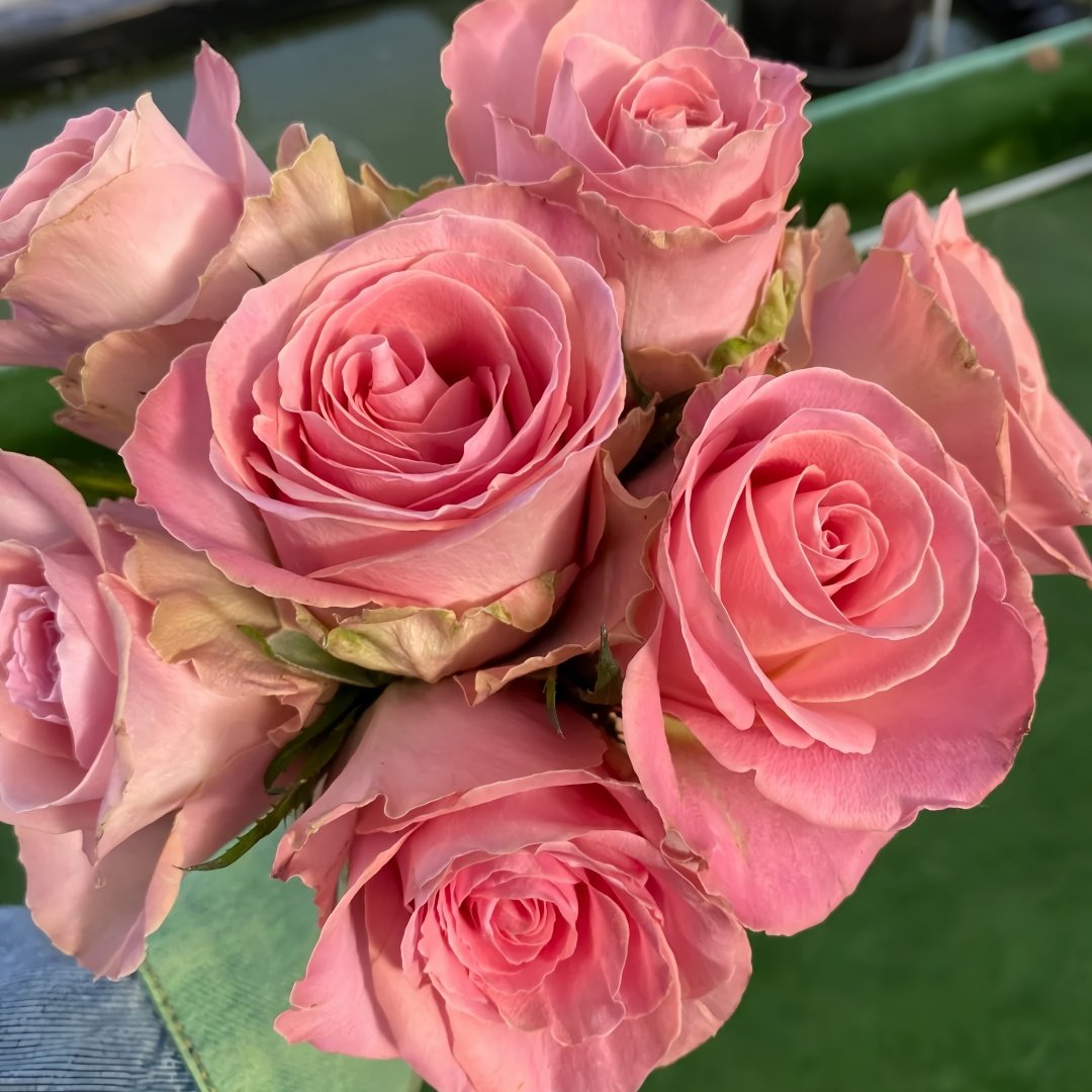 Hemosa Rose Plant|赫莫萨 image 8