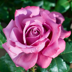 Claude Brasseur Rose Plant｜克劳德布拉瑟 image 2
